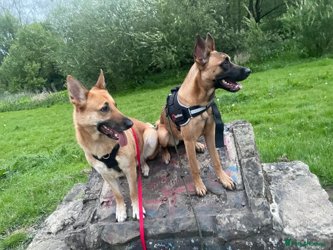 Mixed Breed dogs for sale: Kelsey & Kano litter due early November Darlington in Darlington - Advert 2