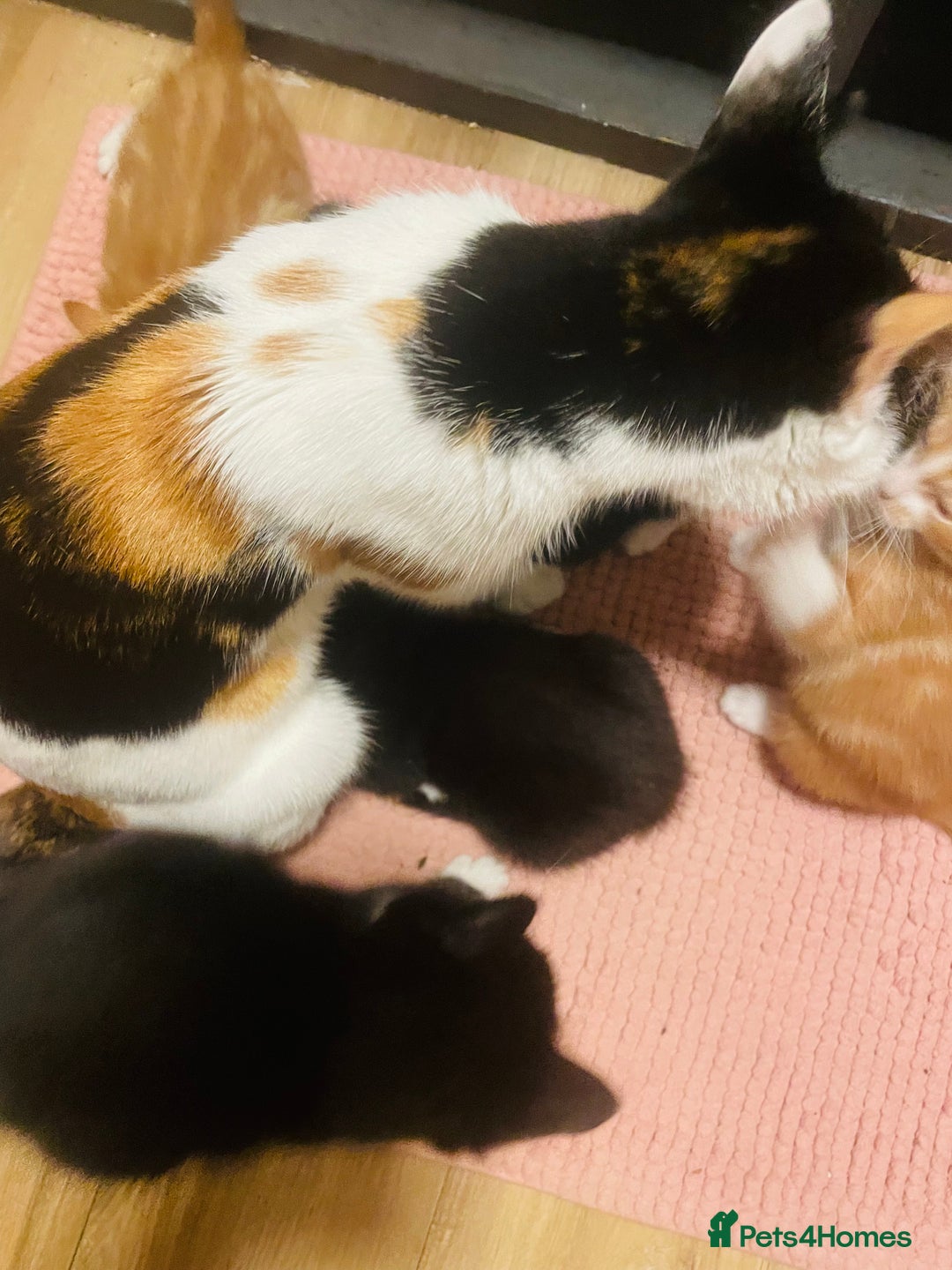 Mixed Breed cats for sale: Adorable kittens for sale - Image 9