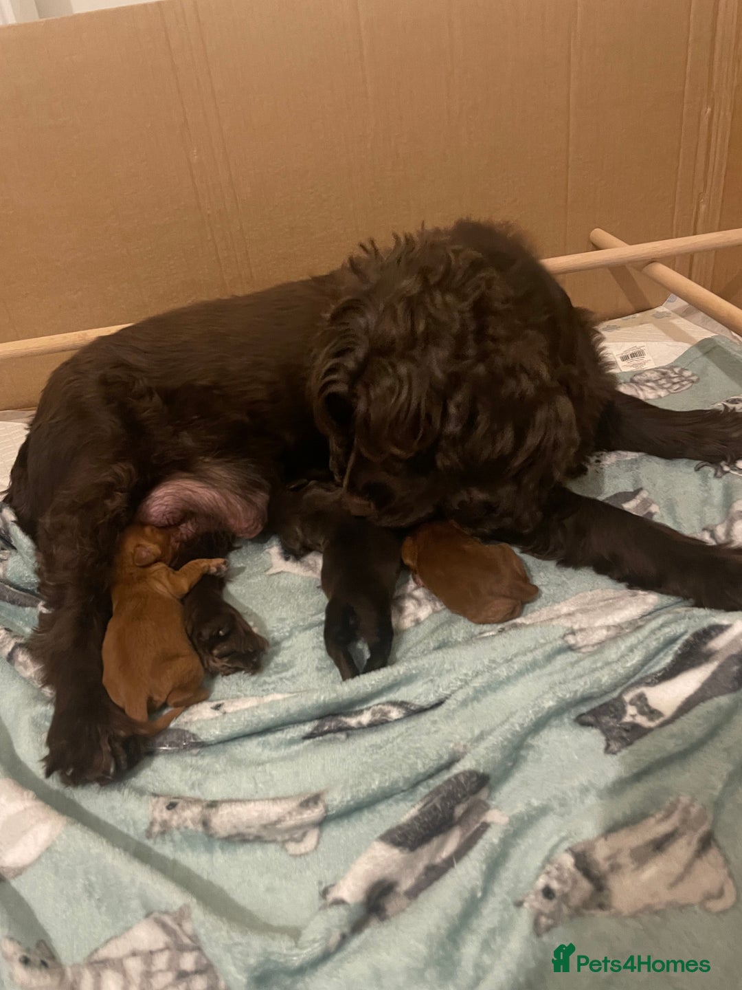 Cocker Spaniel dogs for sale: KC registered cocker spaniels  - Advert 13