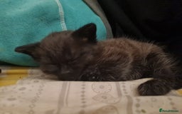 Mixed Breed cats for sale: 4 sweet kittens  - Image 8