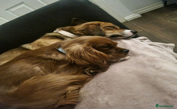 Mixed Breed dogs - Advert 14