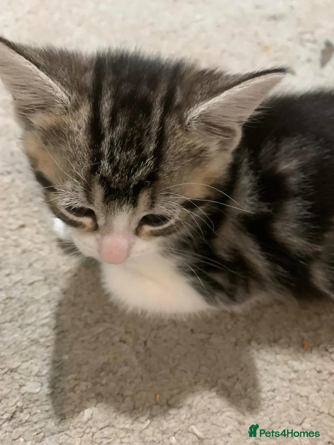 Mixed Breed cats for sale: Kitten ready to go  - Advert 2