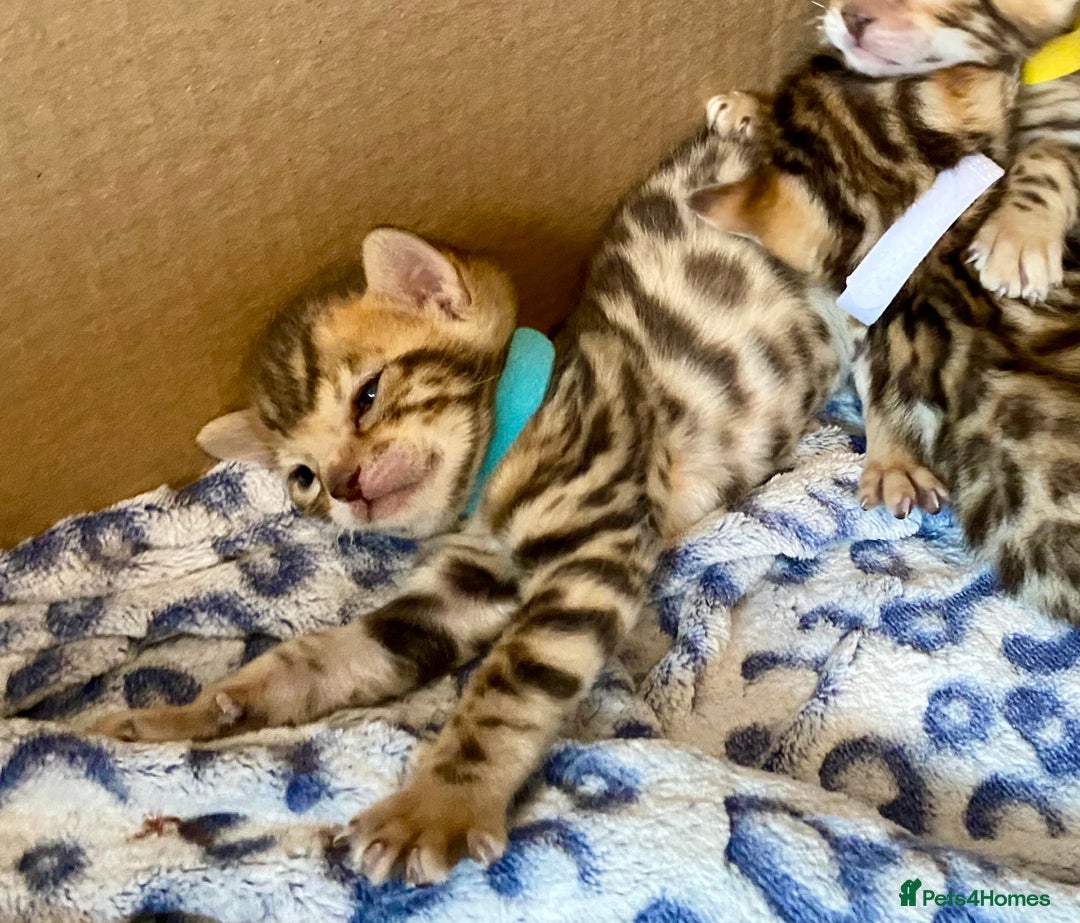 Bengal cats for sale: ⭐️ 1 LEFT!! - STUNNING TICA REG BENGAL CUBS ⭐️ - Image 31