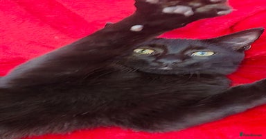 Mixed Breed cats - Advert 6