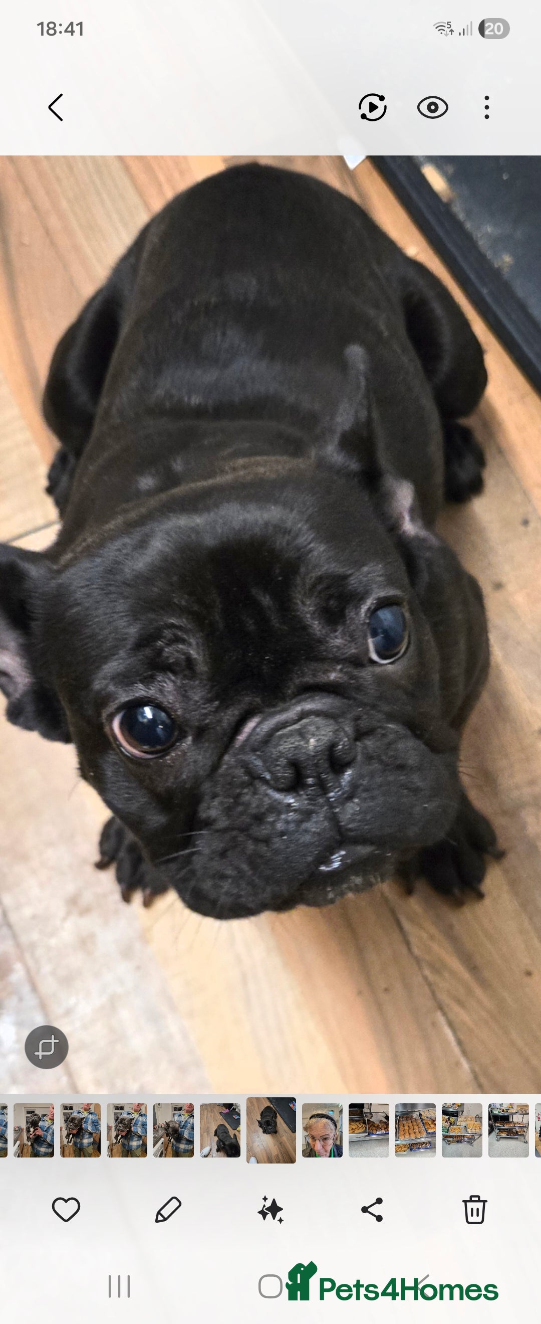 French Bulldog dogs Charlie - Advert 10