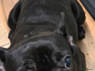 French Bulldog dogs Charlie - Advert 10