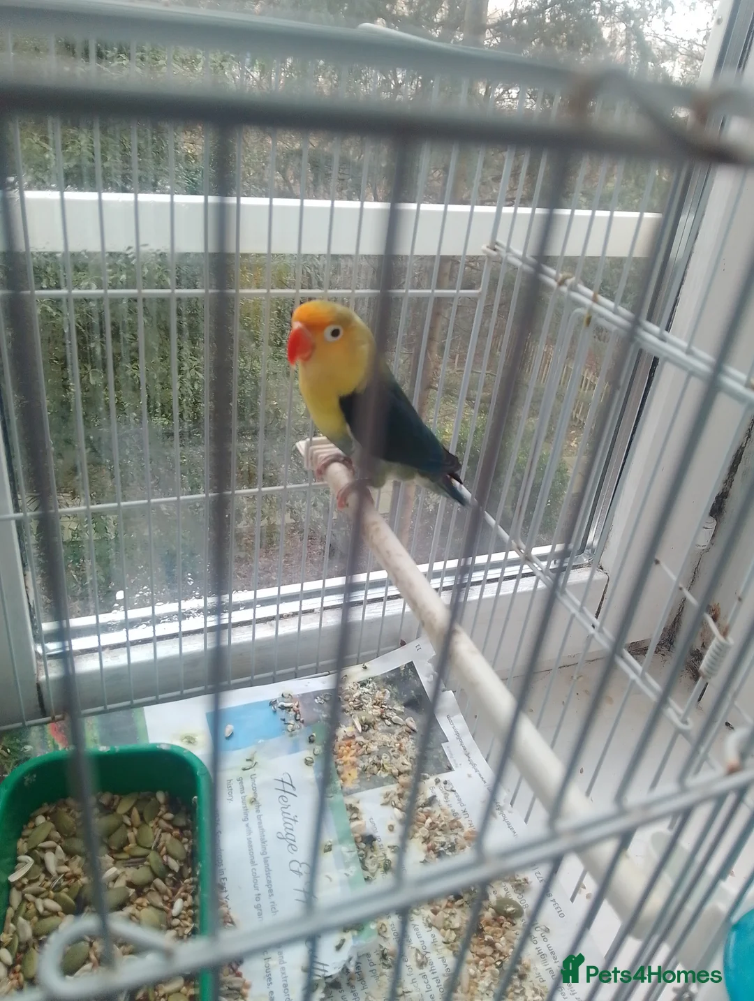 Lovebirds birds for sale: Parrotlet and lovebirds for sale  - Advert 9