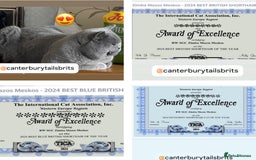 British Shorthair cats for stud: TICA RW SUPREME GRAND CHAMPION & GCCF IGRCH🏵️🏆 in Worcester - Image 2