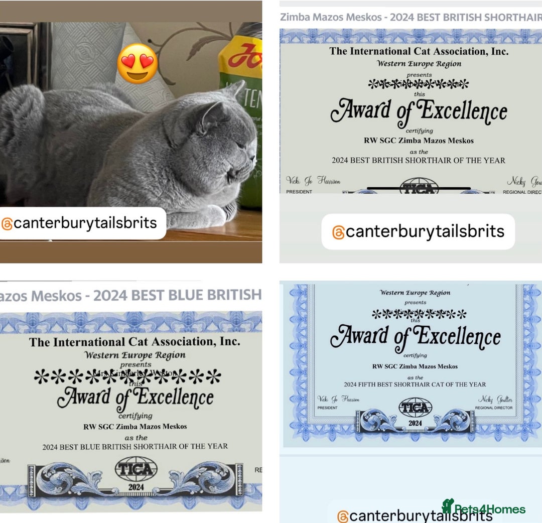 British Shorthair cats for stud: TICA RW SUPREME GRAND CHAMPION & GCCF IGRCH🏵️🏆 in Worcester - Image 2