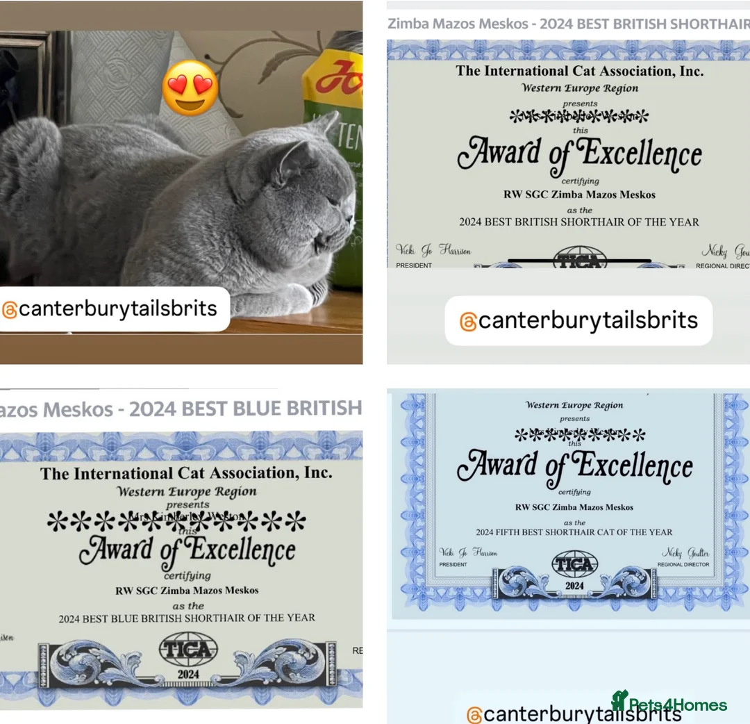 British Shorthair cats for stud: TICA RW SUPREME GRAND CHAMPION & GCCF IGRCH🏵️🏆 in Worcester - Advert 2