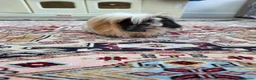 Guinea Pig rodents for sale: 1 year old Peruvian silkies in Purley - Advert 2