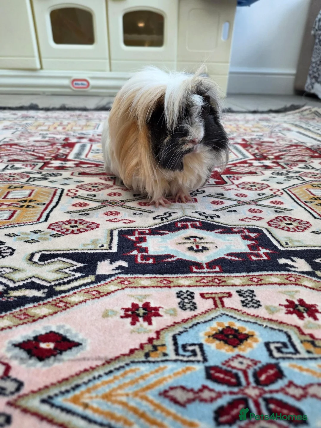 Guinea Pig rodents for sale: 1 year old Peruvian silkies in Purley - Advert 2