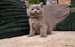 British Shorthair cats for sale: Beautiful chunky BSH kittens - Advert 8