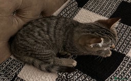 Mixed Breed cats for sale: Female mixed tabby  - Image 9