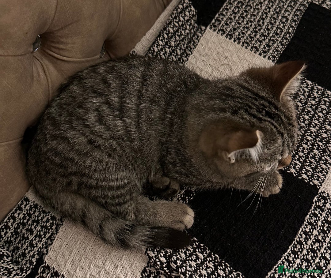 Mixed Breed cats for sale: Female mixed tabby  - Image 9