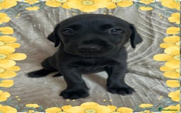 Labrador Retriever dogs for sale: 3 Beautiful female Labradors ready to leave❤️ - Image 10