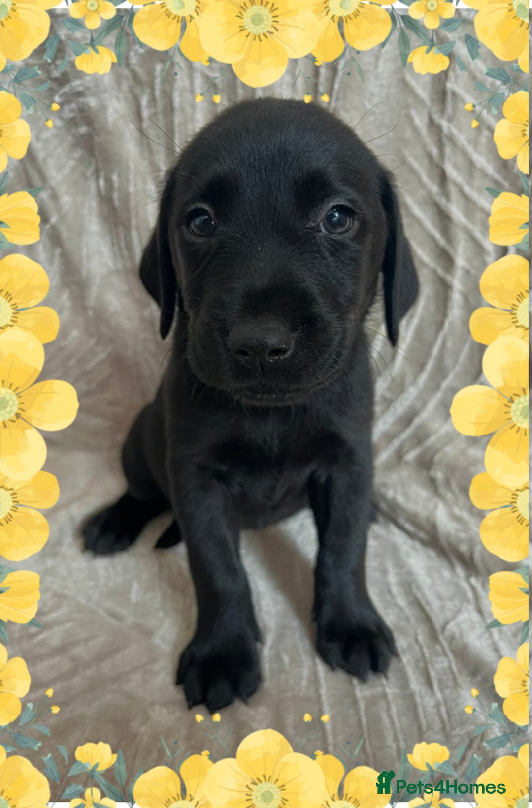 Labrador Retriever dogs for sale: 3 Beautiful female Labradors ready to leave❤️ - Image 10