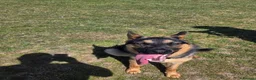 German Shepherd dogs for sale: 11 month old male German shepherd  in Great Yarmouth - Advert 4