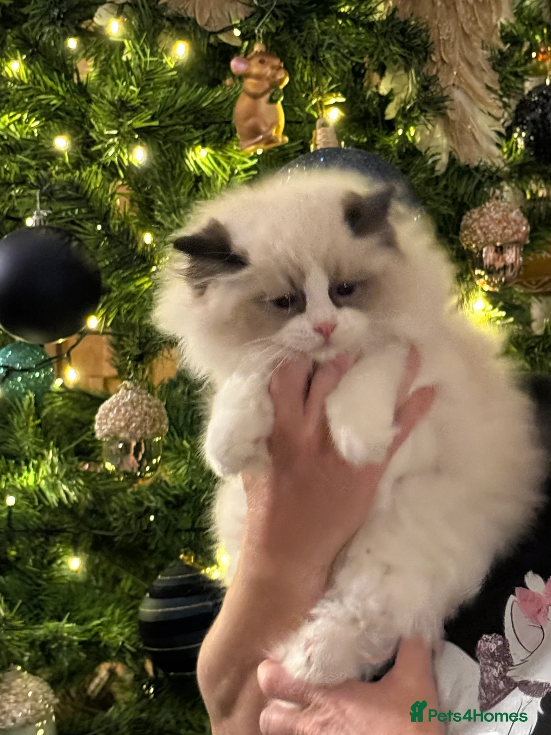Ragdoll cats for sale: Ready Now  GCCF/TICA Purebred Reg Ragdoll Kittens - Advert 6