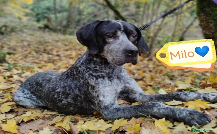 Mixed Breed dogs 💙KOBE-A LOVING GERMAN POINTER LOOKING FOR HOME💙 - Advert 3