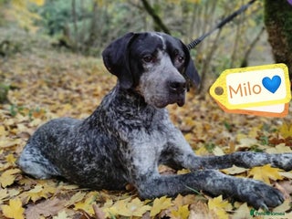 Mixed Breed dogs 💙KOBE-A LOVING GERMAN POINTER LOOKING FOR HOME💙 - Advert 2