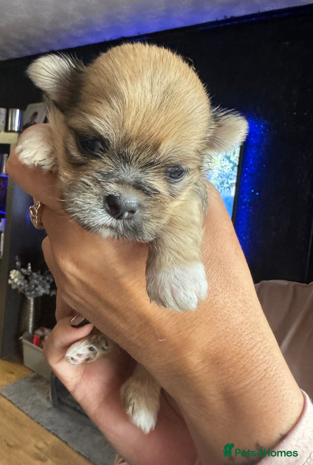 Lhasa Apso dogs for sale: Lhasa Apso Puppies - Image 1