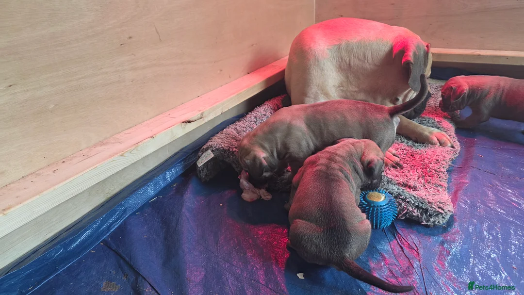 Boerboel dogs for sale: SABBS REGISTERED PARENTS  - Advert 2