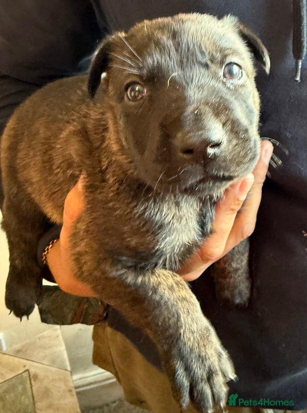 Belgian Shepherd Dog dogs for sale: Belgian Malinois Dutch shepherd pups 5 wks old - Advert 3