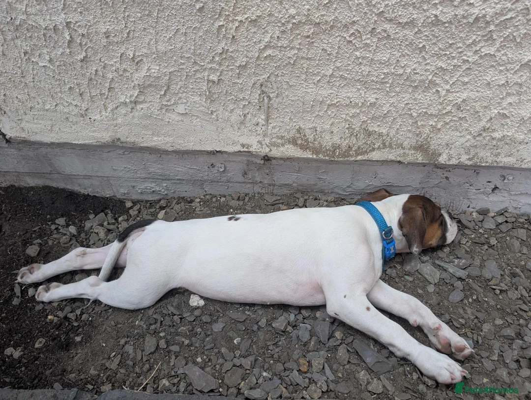 Mixed Breed dogs for sale: 6 months old  - Advert 2