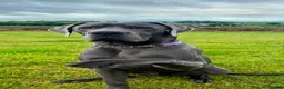 Great Dane dogs for sale: Pedigree Great Dane puppies for sale Shropshire - Advert 3