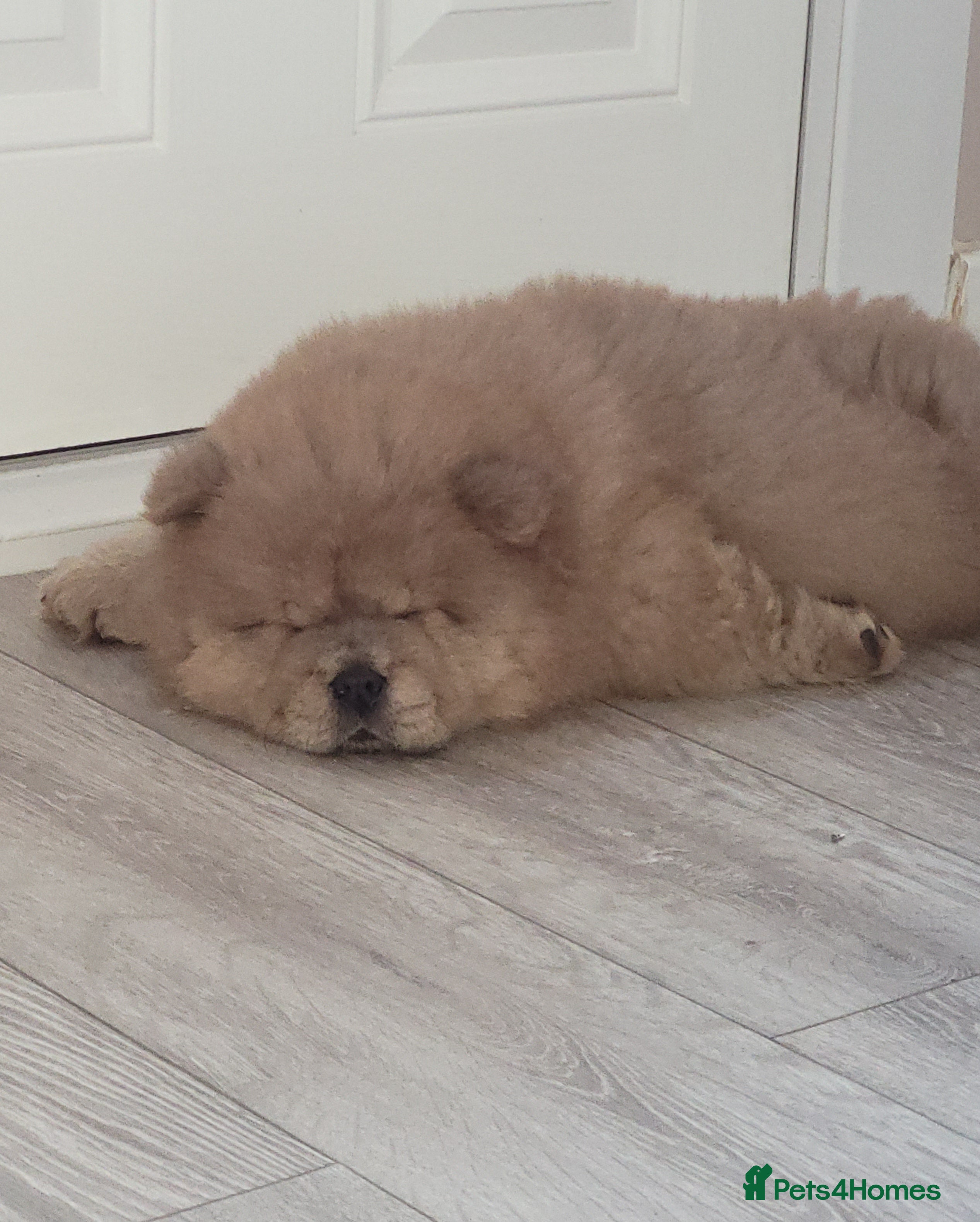 Chow Chow dogs Chow chow puppy  - Advert 1