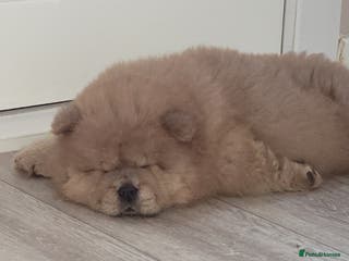 Chow Chow dogs Chow chow puppy - Advert 18