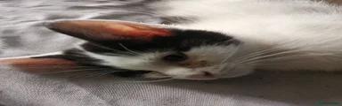 Mixed Breed 1