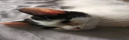 Mixed Breed cats for sale: 4 beautiful Kittens  - Advert 8