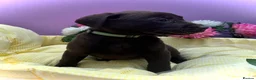 Labrador Retriever dogs for sale: Labrador puppies  - Advert 3