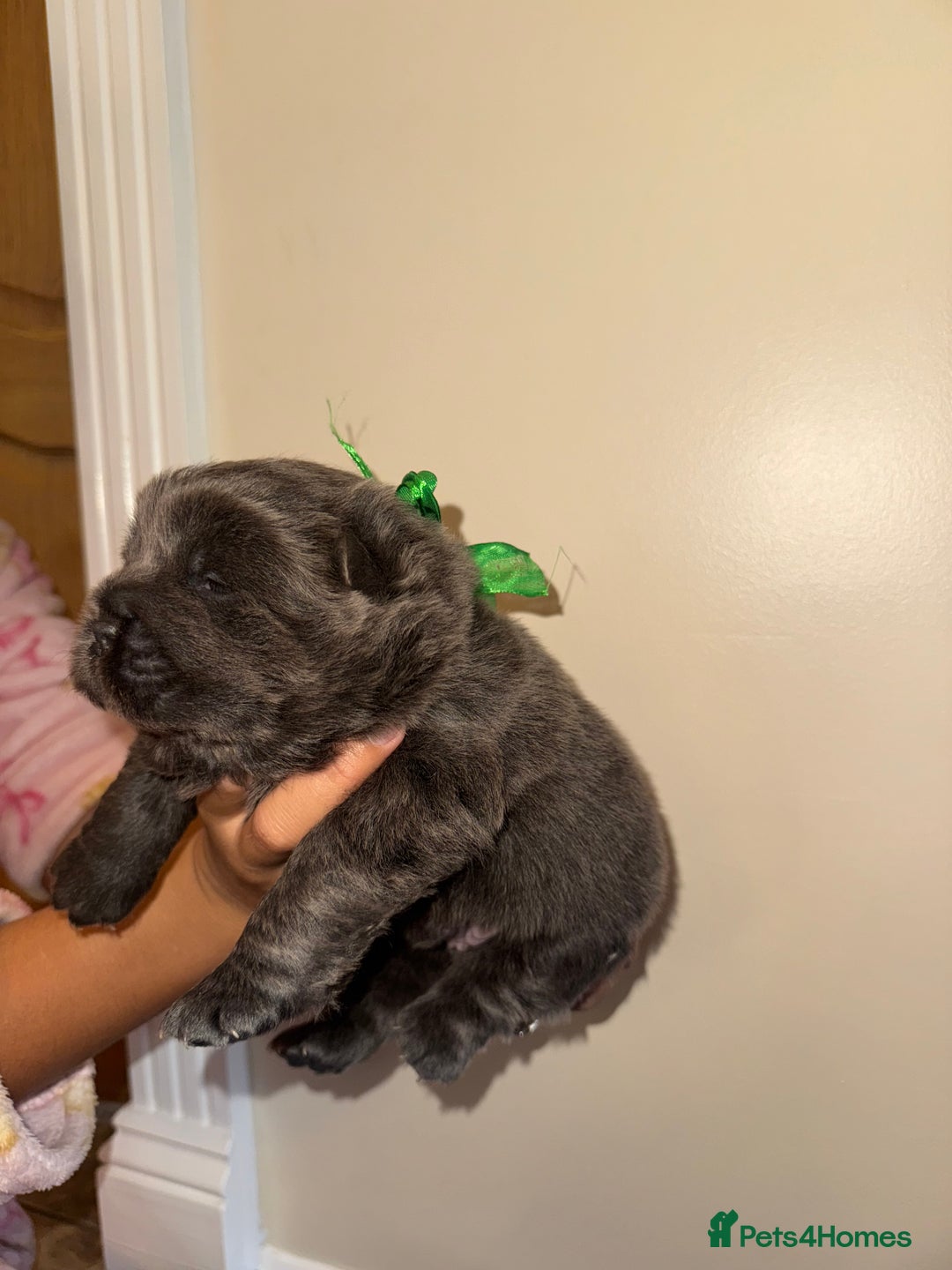 Chow Chow dogs for sale: Stunning kc reg puppies  - Advert 38