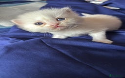 Mixed Breed cats for sale: 2 beautiful Persian/ragdoll boys  - Image 1