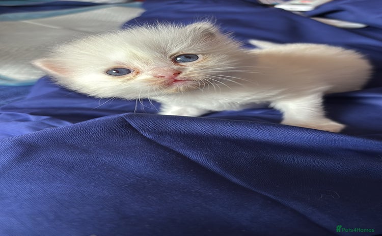 Mixed Breed cats for sale - Advert 1