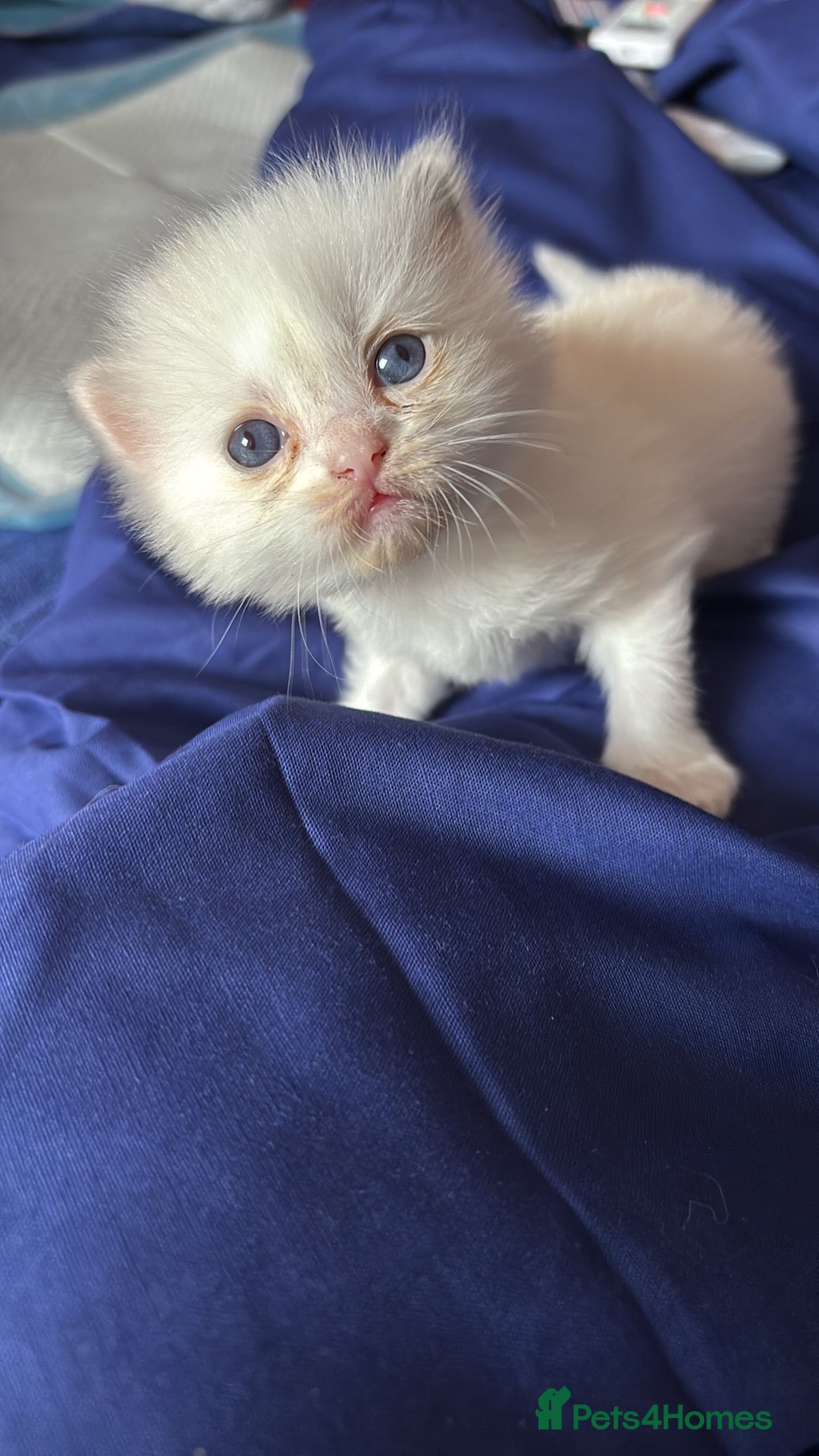 Mixed Breed cats for sale: 2 beautiful Persian/ragdoll boys  - Image 1