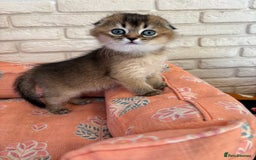Scottish Fold cats for sale: Scottish fold pedigree kittens - Image 1