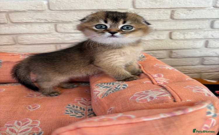 Scottish Fold cats - Advert 3