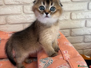 Scottish Fold cats - Advert 2