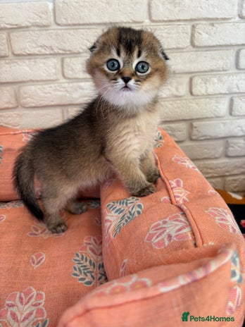 Scottish Fold cats - Advert 3