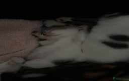 British Shorthair cats for sale: 4 Kittens for sale - Image 21