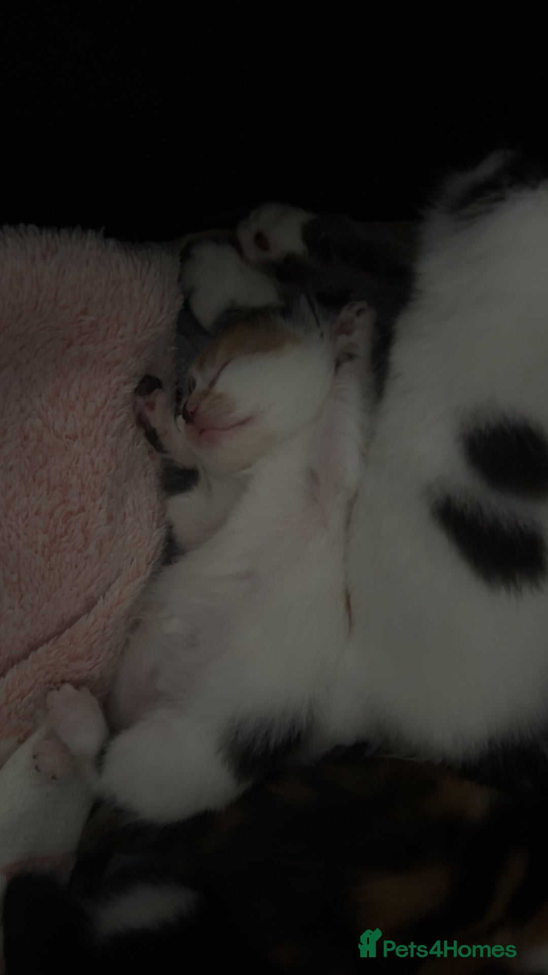 British Shorthair cats for sale: 4 Kittens for sale - Image 21