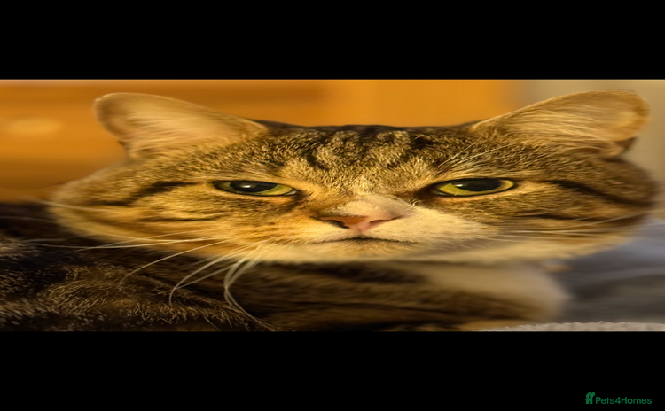 British Shorthair cats - Advert 1