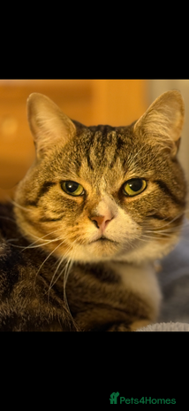 British Shorthair cats - Advert 5