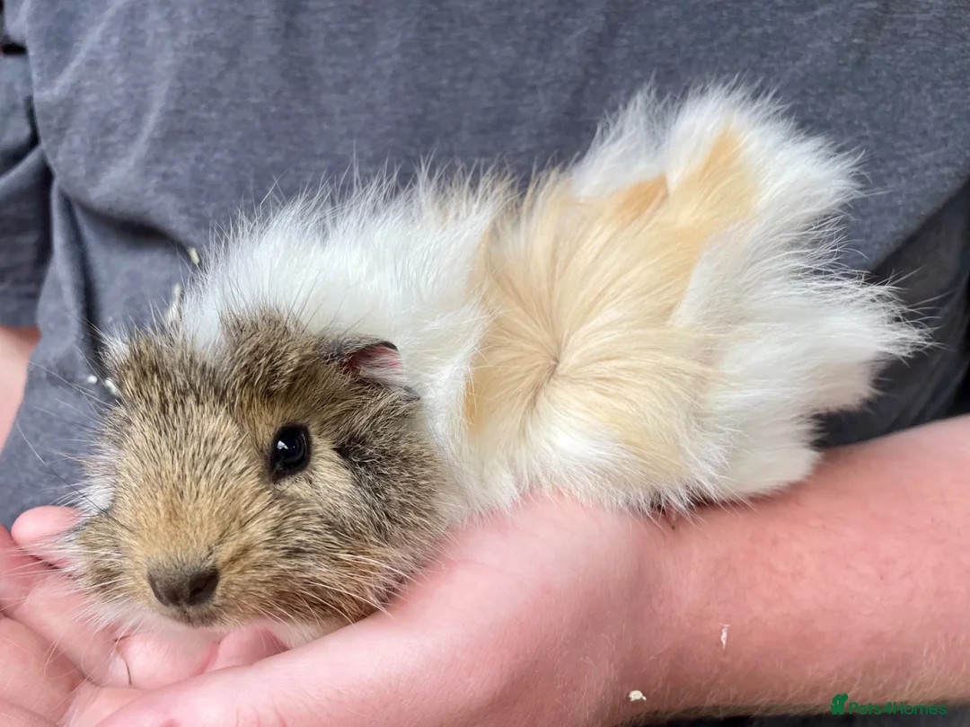 Guinea Pig rodents for sale: 10 week old male guinea pigs in Torrington - Advert 2