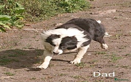 Mixed Breed dogs for sale: 3 quarter collie pups  - Image 7