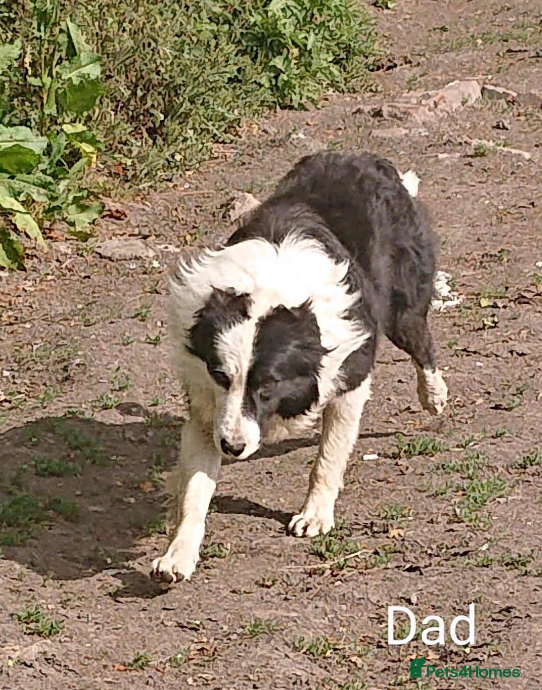 Mixed Breed dogs for sale: 3 quarter collie pups  - Image 7